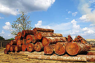 Tropenholz-Baumstämme mit Herkunftsplaketten