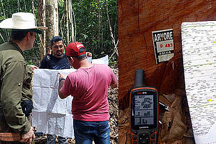 GPS-genaue Herkunftsbestimmung bei Tropenholz